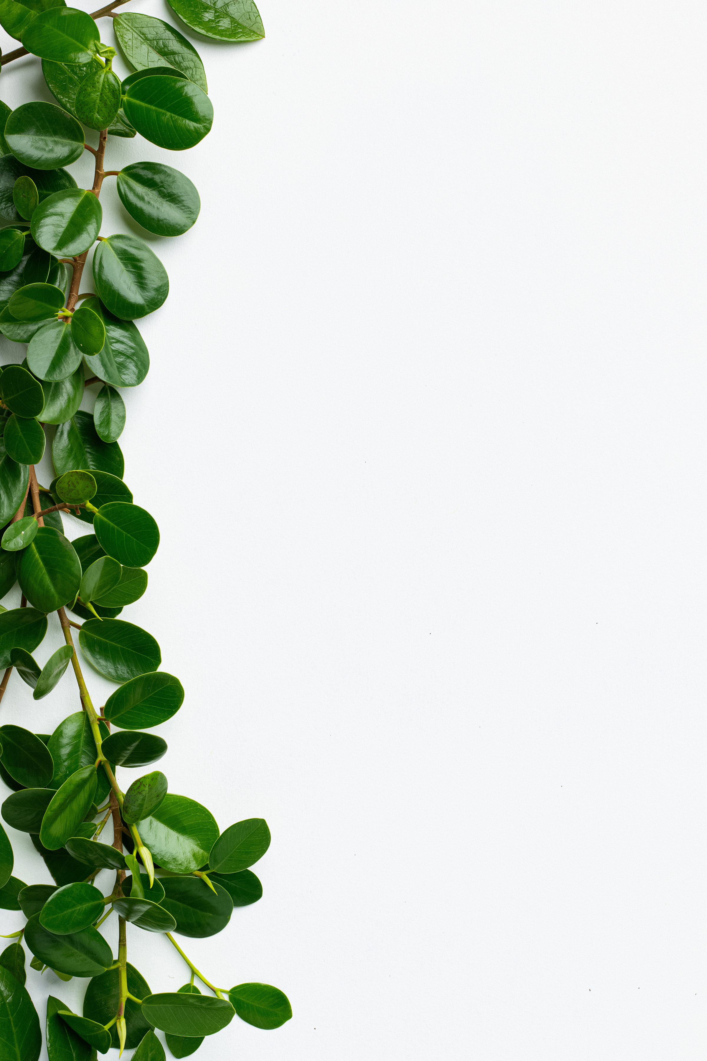 Green Leaves on White Background